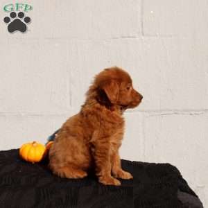 Vivianna, Mini Goldendoodle Puppy